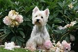 WESTIE 472